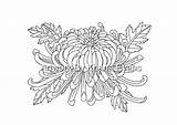 Chrysanthemum Colouring Printout sketch template
