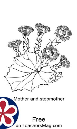 spring flowers printables  coloring sheets  kids teachersmagcom