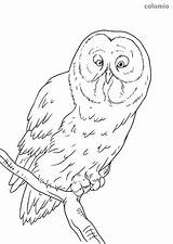 Owl Coloring Owls Pages Animals sketch template
