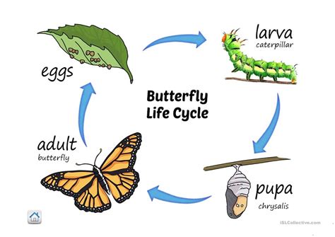 life cycle  butterfly english esl powerpoints  distance learning