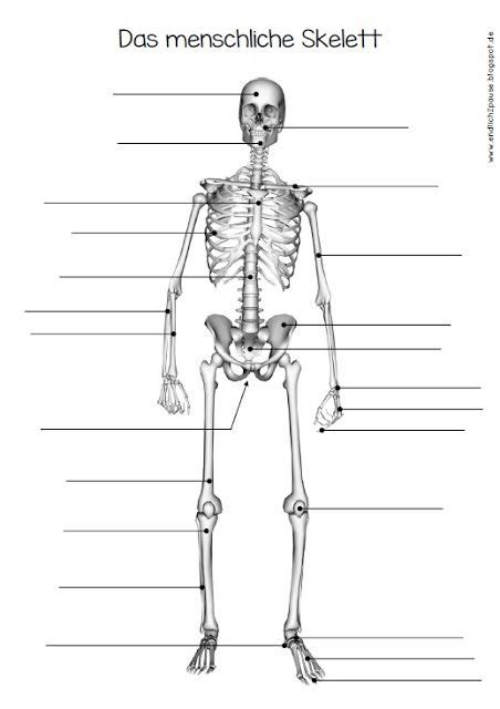 endlich pause  ab zum skelett anatomie pinterest