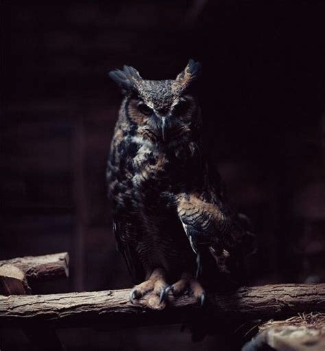 dark owl owl wallpaper owl photography owl