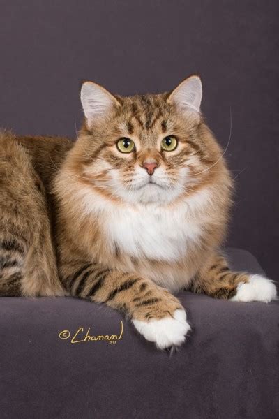 Siberian Cats — Charodey Cattery Adult Photos