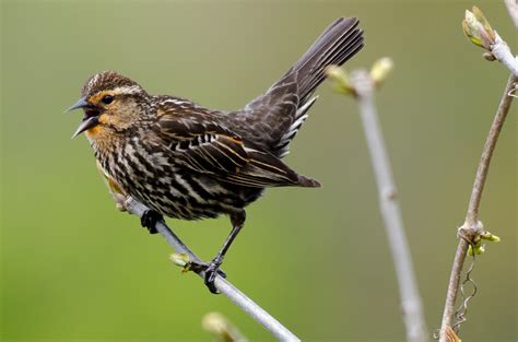 female red winged blackbird birdforum