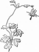 Pages Coloring Columbine Flowers sketch template