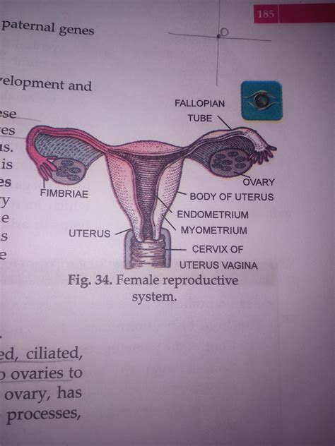 female reproductive system  anatomical parts charts gambaran