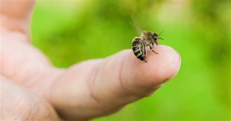 remove  bee stinger wasp stinger  hornet stinger
