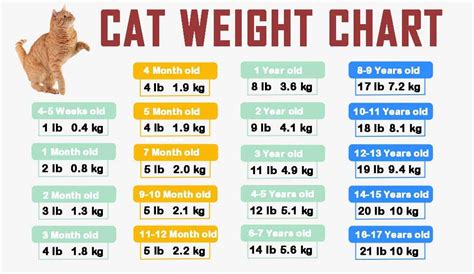 normal cat weight chart images   finder