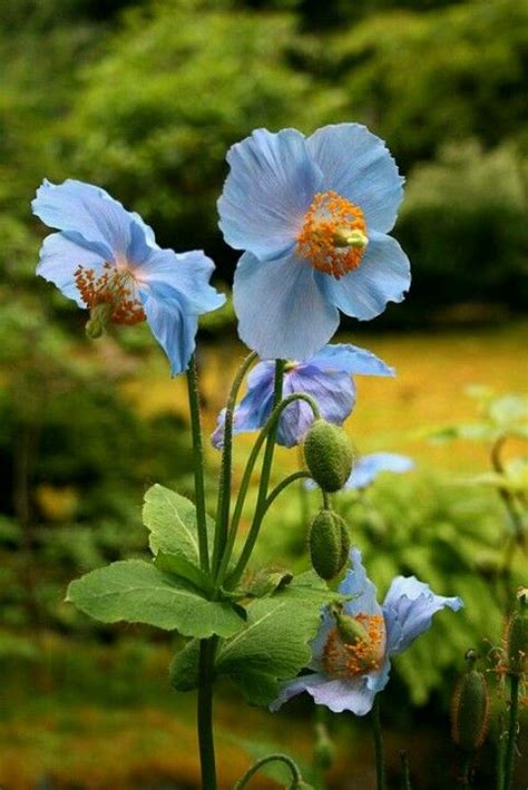 himalayan blue poppy uncredited blue garden dream garden flower