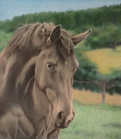 beautiful creatures grayscale adult coloring book horse coloring