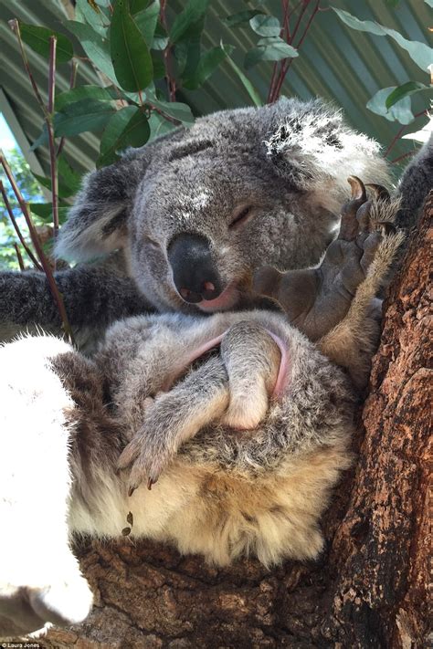 symbio wildlife park rear cute koala joey in sydney daily mail online