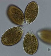 Afbeeldingsresultaten voor "ostreopsis Labens". Grootte: 166 x 185. Bron: www.researchgate.net