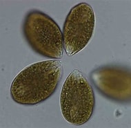 Afbeeldingsresultaten voor "ostreopsis Labens". Grootte: 190 x 185. Bron: www.researchgate.net