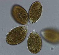 Image result for "ostreopsis Labens". Size: 198 x 185. Source: www.researchgate.net
