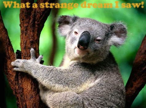 what a strange koala koala bear