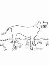 Coloring Coonhound Redbone sketch template