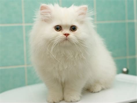 small white cat   bathroom wallpapers  images wallpapers pictures
