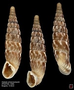 Afbeeldingsresultaten voor "clausophyes Galeata". Grootte: 151 x 185. Bron: www.flickriver.com