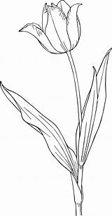 Tulip Coloring Pages Flower Printable Kids sketch template