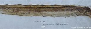 Afbeeldingsresultaten voor Echelus myrus Anatomie. Grootte: 308 x 67. Bron: www.marinespecies.org