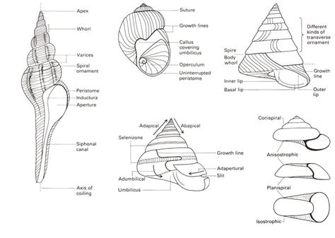 sea shells snail shell anatomy