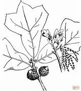 Oak Tree Coloring Drawing Live Pages Branchlet Blackjack Getdrawings Printable sketch template