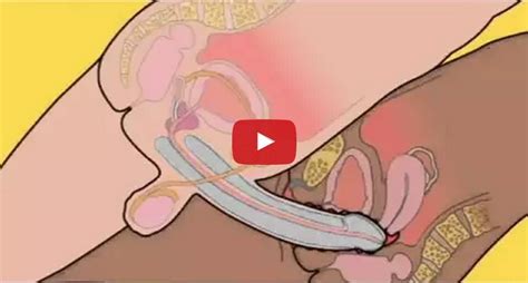 where to insert penis in vagina suck dick videos