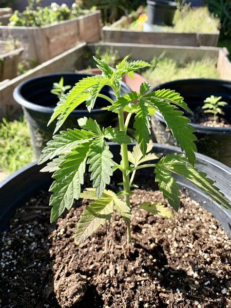 growing cannabis 10 tips for success with growing your own weed