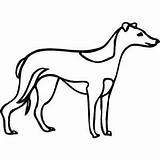 Coloring Greyhound Pages Whippet Getcolorings Getdrawings Print sketch template