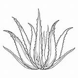 Aloe Vera Medicinal Fleshy sketch template