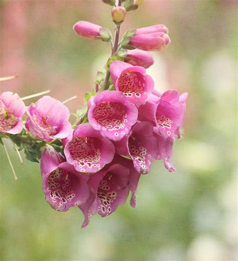 pink trumpet photograph  kim hojnacki fine art america