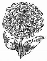 Zinnia Coloring Pages sketch template