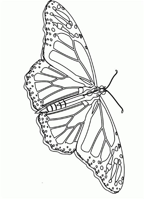 monarch butterfly pictures  print coloring home