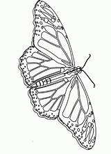 Monarch Body Coloringhome sketch template