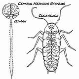 Nervous System Central Cockroach Coloring Brain Drawing Pages Cockroaches Gregor Control Experiments Looks Samsa Experiment Between Cyborg Getdrawings Pests Future sketch template