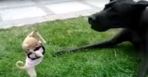 fearless chihuahua tries to fight great dane in hysterical video chihuahua chihuahua puppies