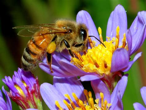entomologists  urban hobby beekeepers   threat  wild