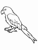 Parakeet Coloring Pages Getcolorings Color sketch template