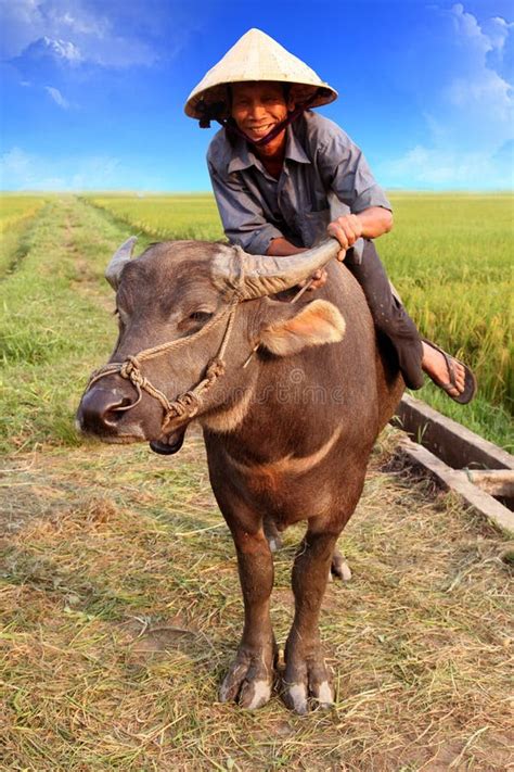 vietnamese farmer   water buffalo editorial photography image