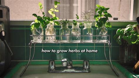grow herbs  home  soil youtube
