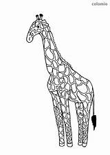 Giraffe Coloring African West Animals Pages sketch template