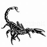 Scorpion Scorpions Scorpio Dragoart Michaely Visit sketch template