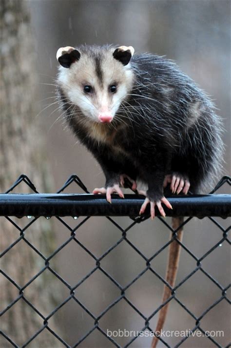 1000 images about woodland opossum on pinterest