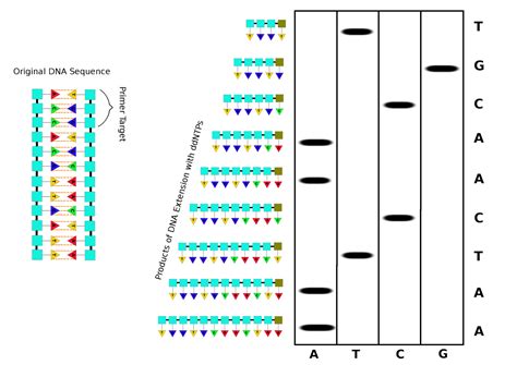 microbiomethod understanding microbiome research chain termination sequencing