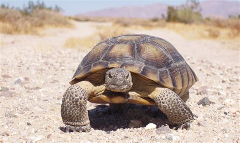 study  threatened desert tortoises offers  conservation strategy gottlieb native garden