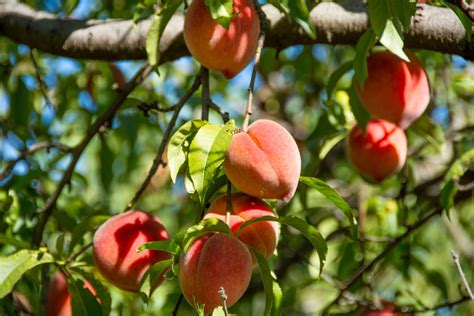 grow  care  peach trees