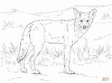 Coyote Coloring Pages Printable Clipart Howling Kids Realistic Animal Template Supercoloring Commons Creative Getdrawings Animals Webstockreview Choose Board Categories sketch template