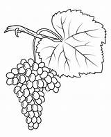 Grapes Anggur Weintrauben Grape Mewarnai Kolorowanki Fiano Vitigno Daun Vines Kleurplaat Uvas Winogrona Buah Uva Trauben Kartun Druku Kleurplaten sketch template