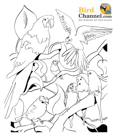 bird coloring pages  print coloring home