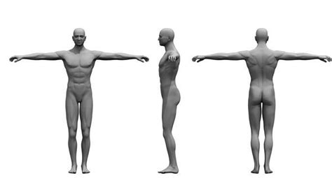 human body  model  model cgtrader